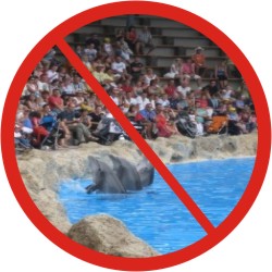 Steuerberater kämpft für Delfine - Jürgen Ortmüller aus Elsey setzt sich für den Schutz der Meeressäuger ein
