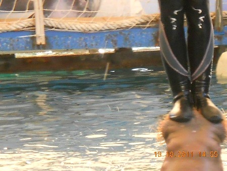Surfen auf dem Beluga-Kopf Surfen auf dem Beluga-Kopf