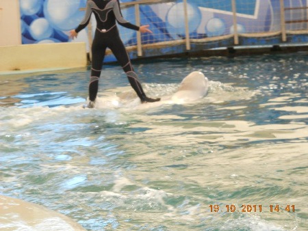 Trainer reitet auf Beluga-Walen Trainer reitet auf Beluga-Walen