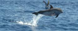 Delfinrettung vor Hawaii - Sat1 Fernsehen mit WDSF