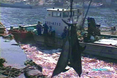 Abtransport der massakrierten Delfine