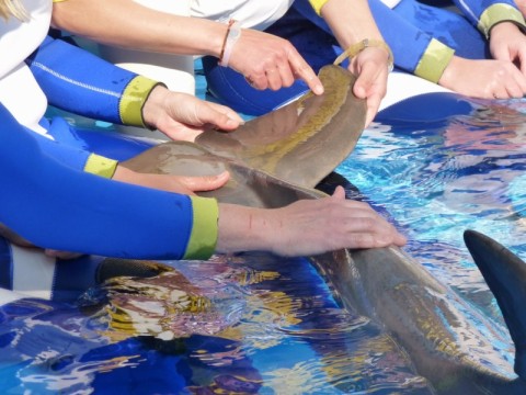 Mundomar-Delfinarium in Benidorm/Spanien Foto: privat WDSF-Copyright Mundomar-Delfinarium in Benidorm/Spanien Foto: privat WDSF-Copyright