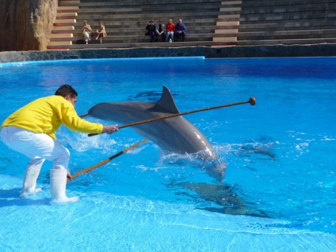 Mundomar-Delfinarium in Benidorm/Spanien Foto: privat WDSF-Copyright Mundomar-Delfinarium in Benidorm/Spanien Foto: privat WDSF-Copyright