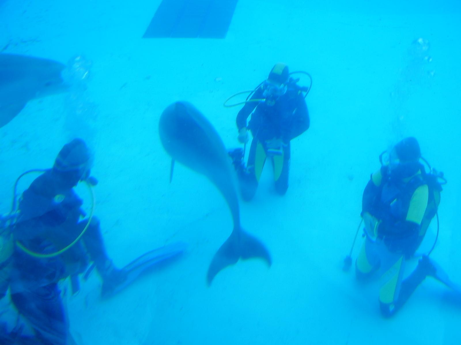 Mundomar-Delfinarium in Benidorm/Spanien Foto: privat WDSF-Copyright Mundomar-Delfinarium in Benidorm/Spanien Foto: privat WDSF-Copyright