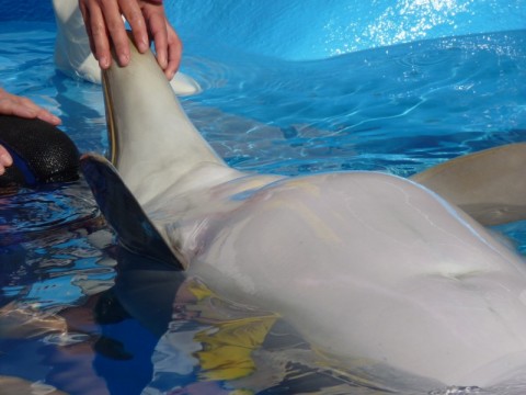 Mundomar-Delfinarium in Benidorm/Spanien Foto: privat WDSF-Copyright Mundomar-Delfinarium in Benidorm/Spanien Foto: privat WDSF-Copyright