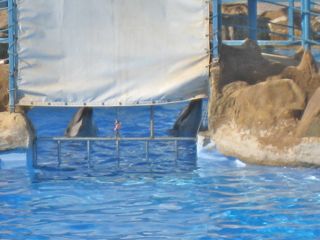 Zwei Delfine hinter Gittern in kleinen Betonbecken (WDSF-Foto)