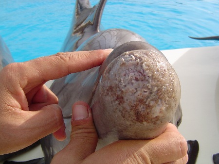 Verletzter Delfin im Connyland