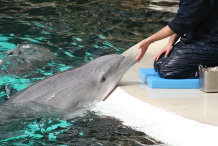 Delfin im Duisburger Zoo - WDSF-Foto