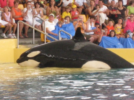 Orca-Show im Loro Parque (WDSF-Foto)