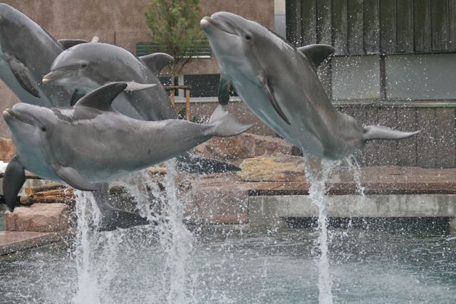 Tierschützer toben: Wurden Delfine im Duisburger Zoo mit Valium ruhiggestellt?