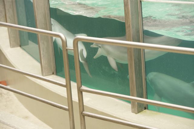 Beissender Delfin Zoo Duisburg WDSF-Foto