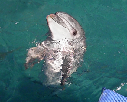 Dieser Delfin in Kas hat Verletzungen auf seiner Schnauze (WDSF-Foto)