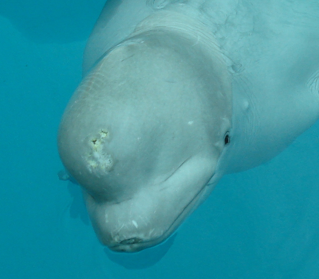 Belugawal im Antalya Dolphinland mit Geschwüren auf dem Kopf wird in der Show missbraucht