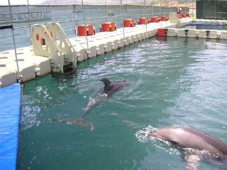 Delfine in kleinen abgeschotteten Meeres-Pazellen