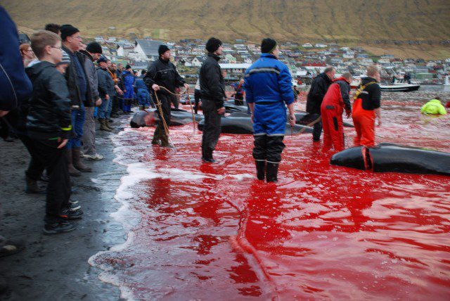 Foto: Faroe Information with permission for WDSF