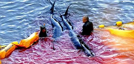 Blutiger Delfinfang in Taiji - Foto: Dieter Hagmann