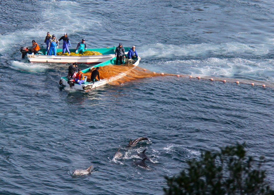 Blutiger Delfinfang in Taiji - Foto: Dieter Hagmann Blutiger Delfinfang in Taiji - Foto: Dieter Hagmann