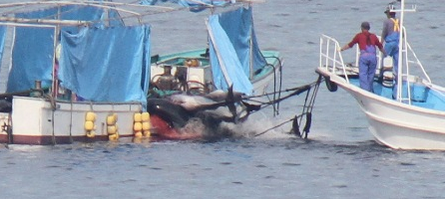 Taiji/Japan - Tödlicher Delfinfang - ProWal-Foto