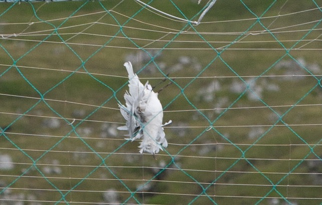 Möwen vereenden in den Abdeck-Netzen der Lachszuchtfarmen